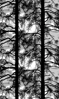 108659-115; Vallila Kelohonka-kangas 150 cm Savunharmaa / 150 cm